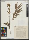 Foto von Salix alba subsp. micans (Andersson) Rech. f.
